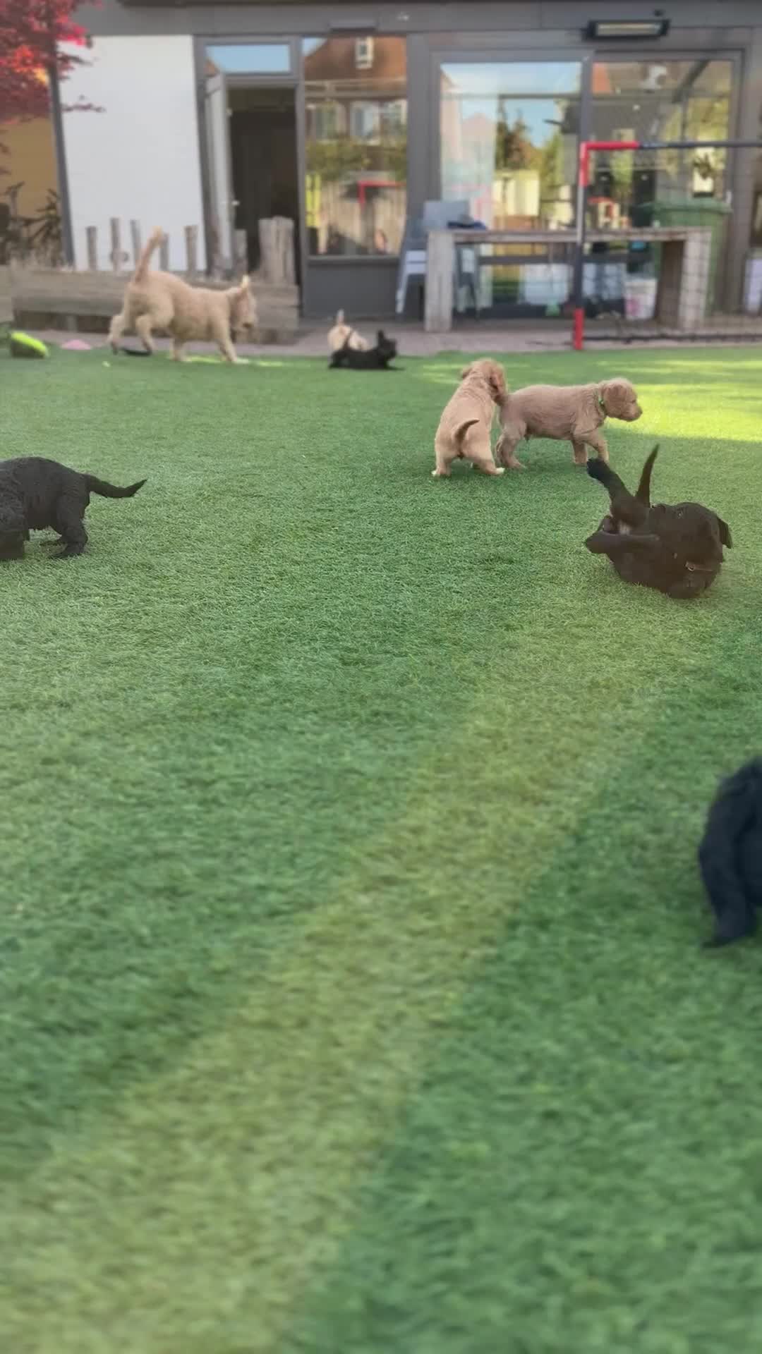 Australian Labradoodle honden te koop: (Australian) Labradoodle pups - Video 1