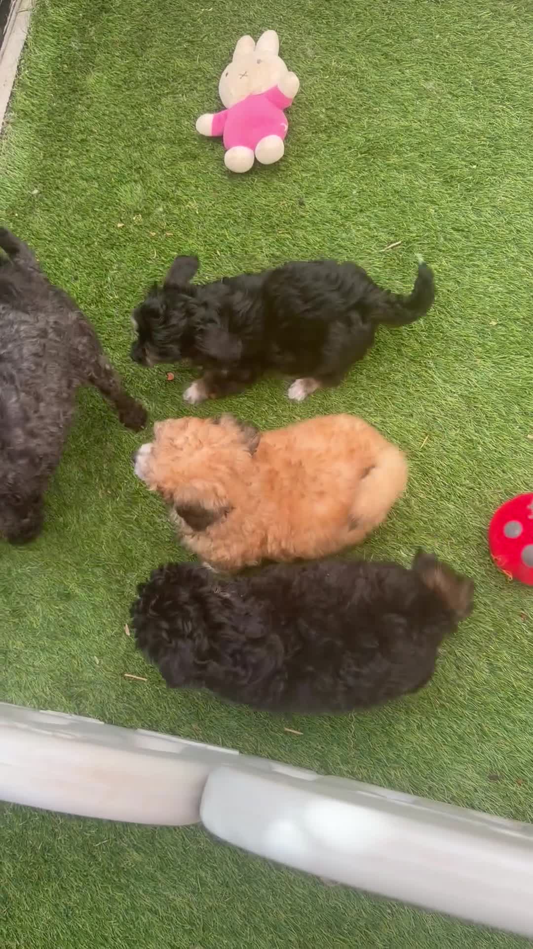 Poedel Toy honden te koop: Drie toy poedel pupjes  - Video 1