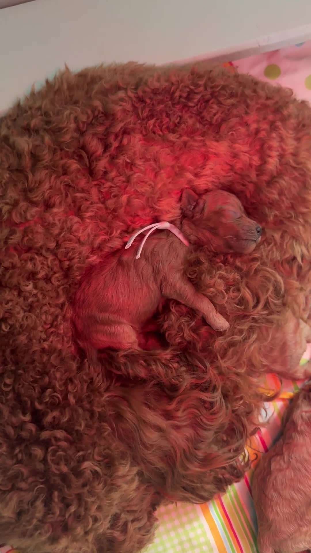 Poedel Toy honden te koop: Poedel toy pups 🐩🥰 - Video 1