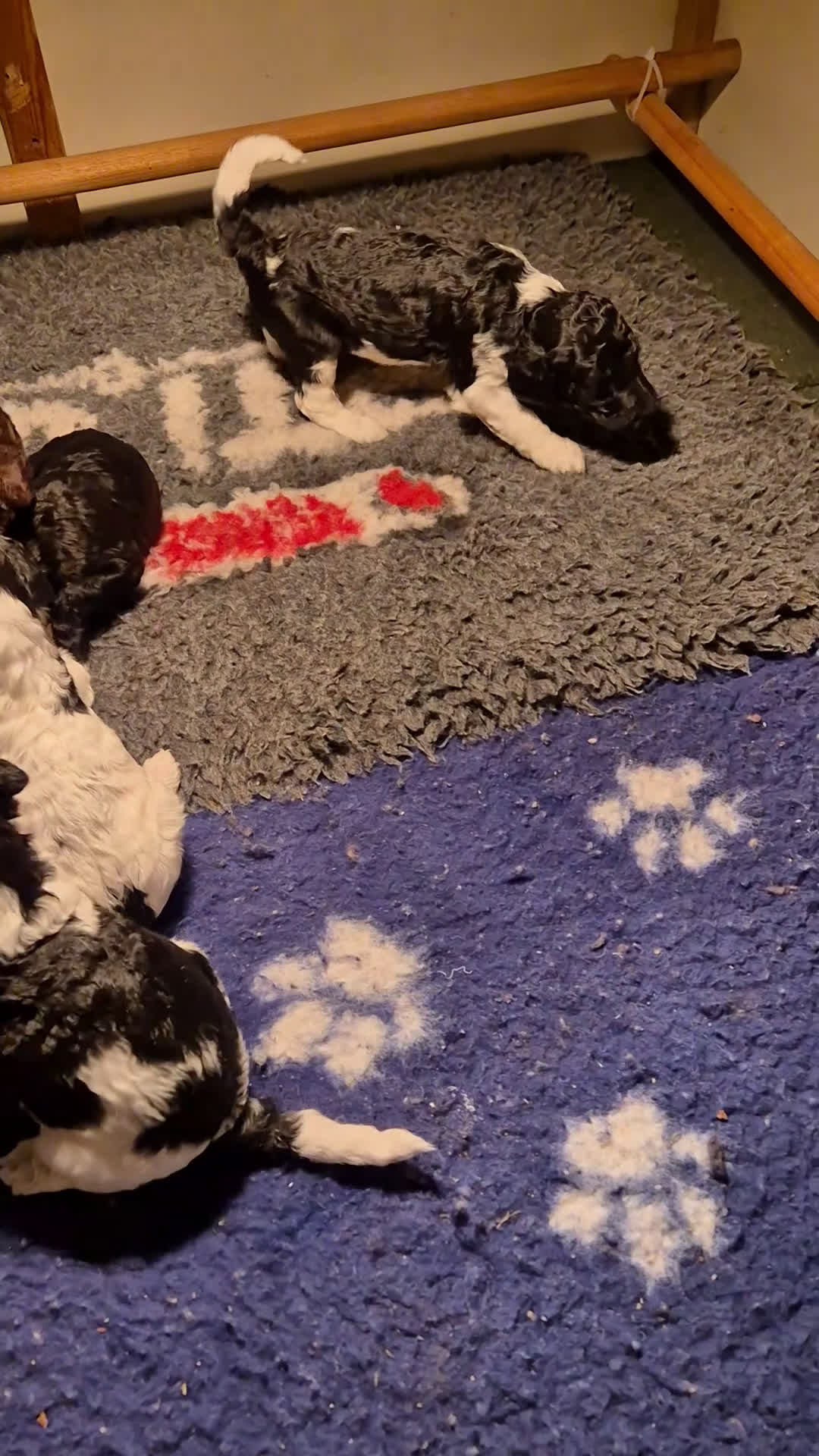 Poedel honden te koop: Schitterende Koningspoedel pups - Video 2