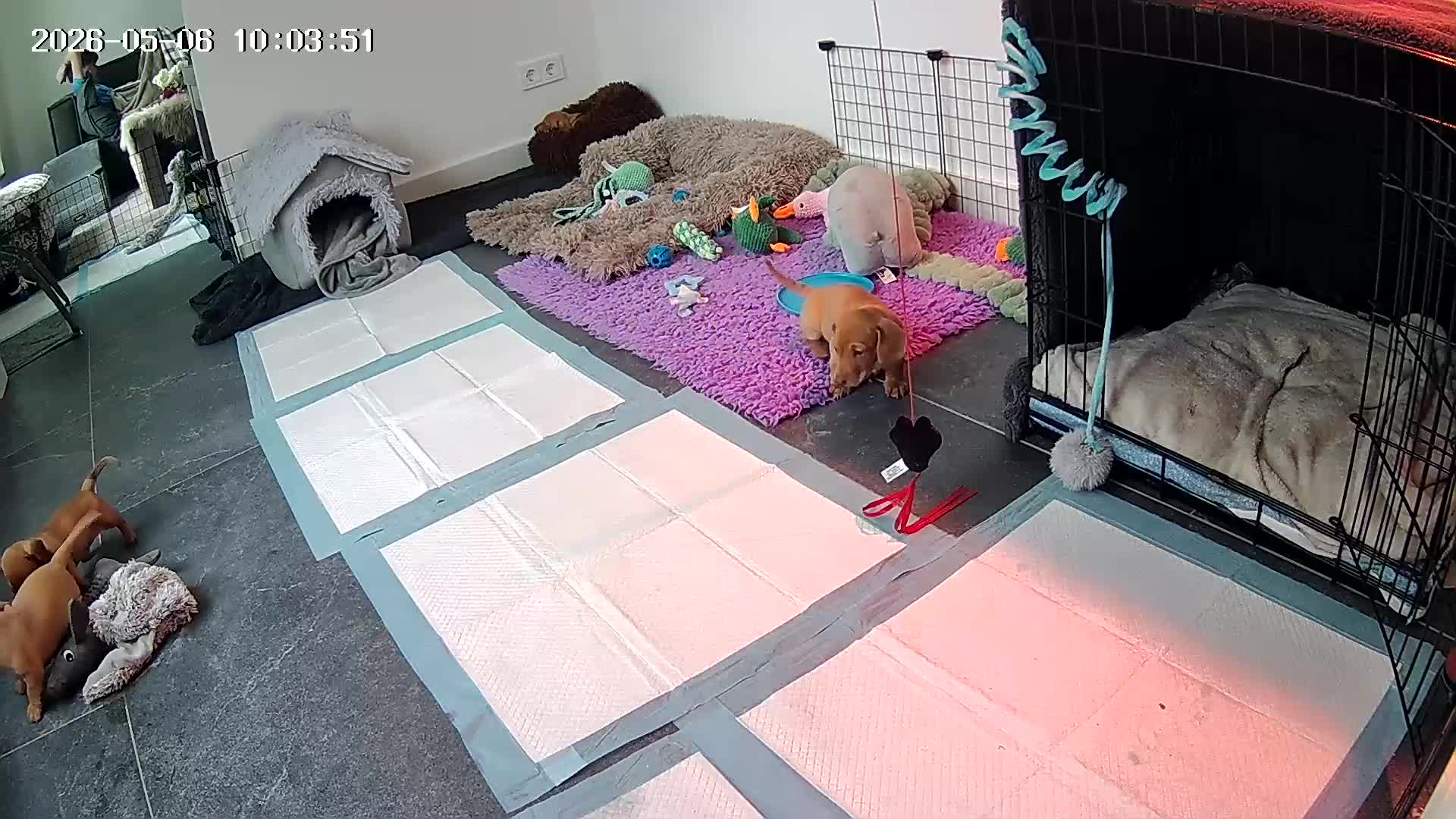 Teckel (korthaar)  honden te koop: Dwergteckel pup kortharig cream blond!!! - Video 3