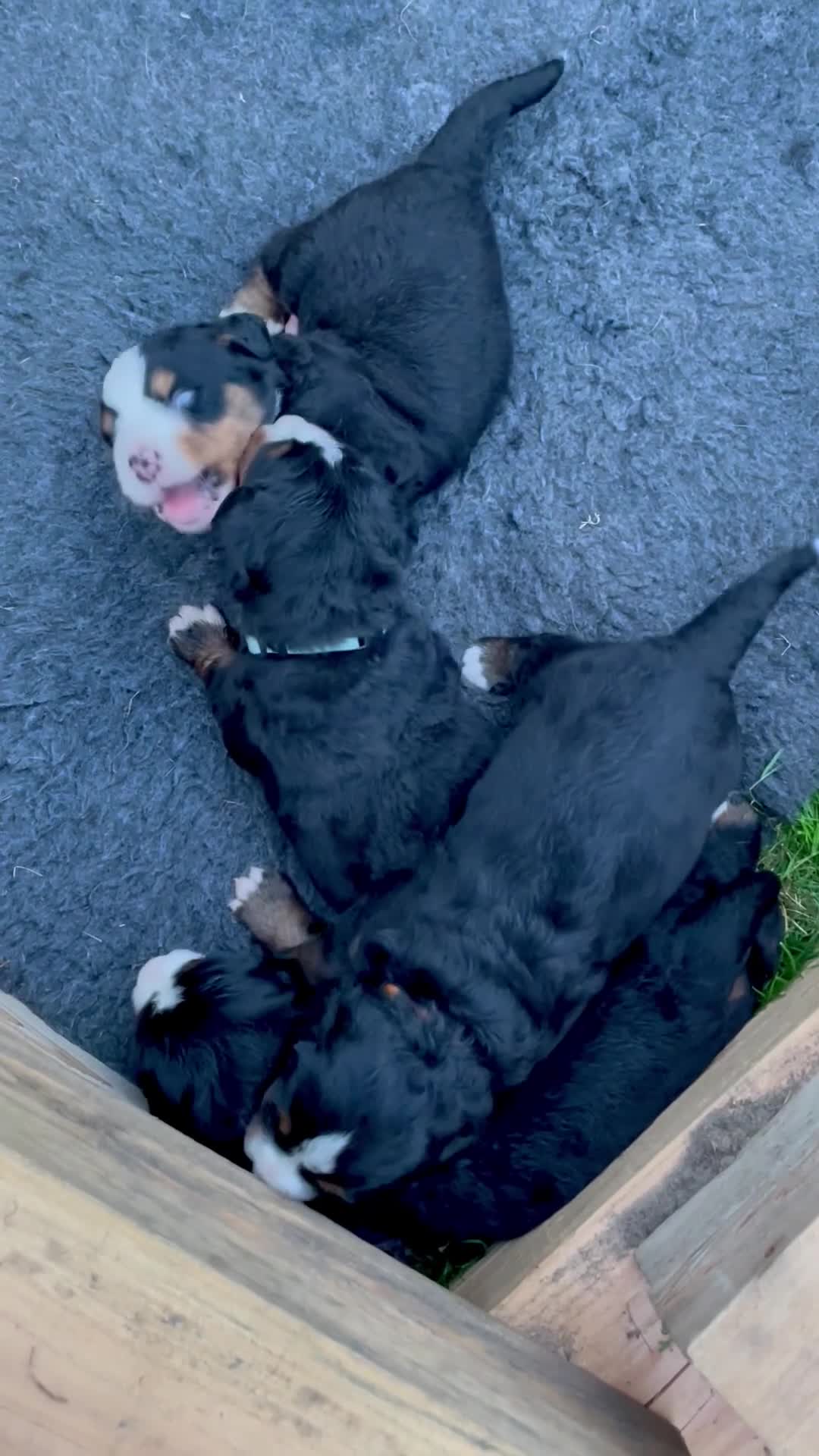 Berner Sennenhond honden te koop: *verkocht* Prachtige Berner Sennenpups metstamboom - Video 1