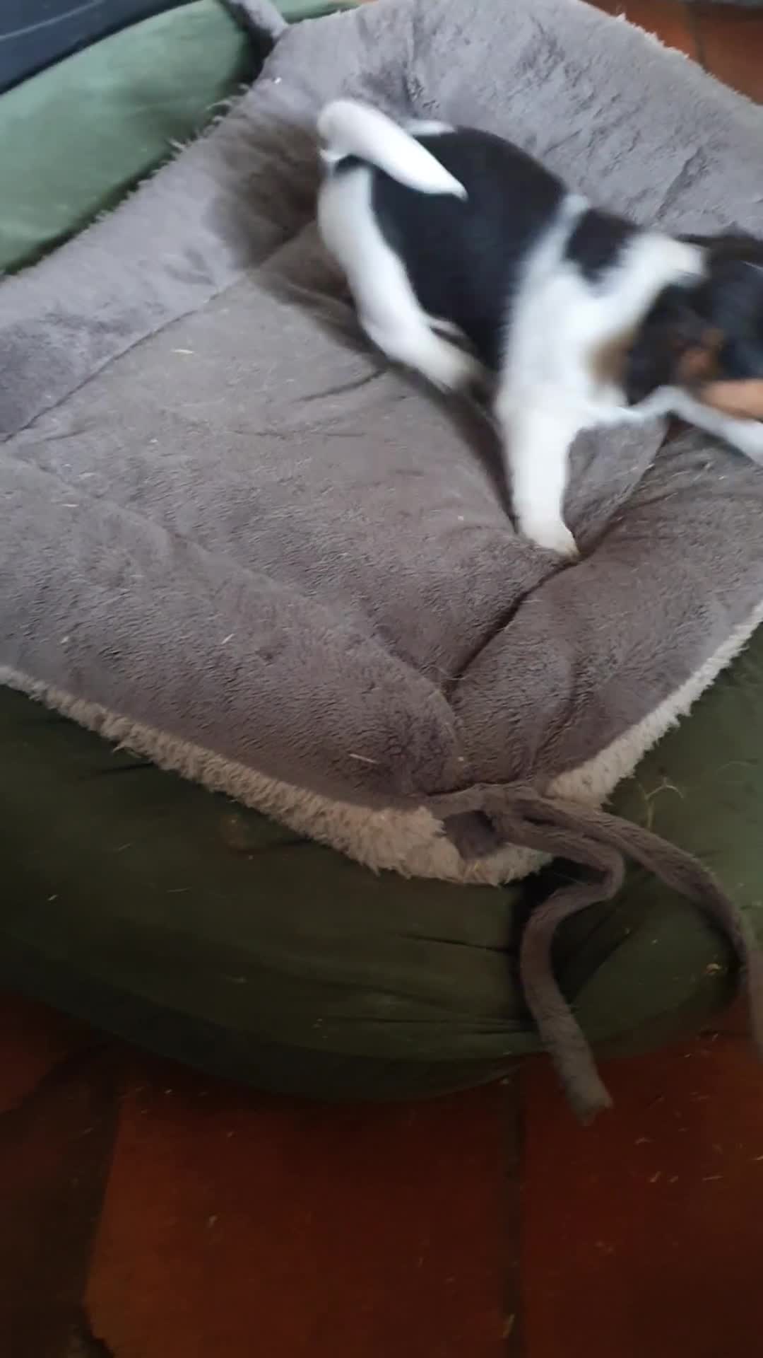 Jack Russel Terriër honden te koop: Speelse gezonde RASZUIVER JACK RUSSELpups LAAGBEEN - Video 3