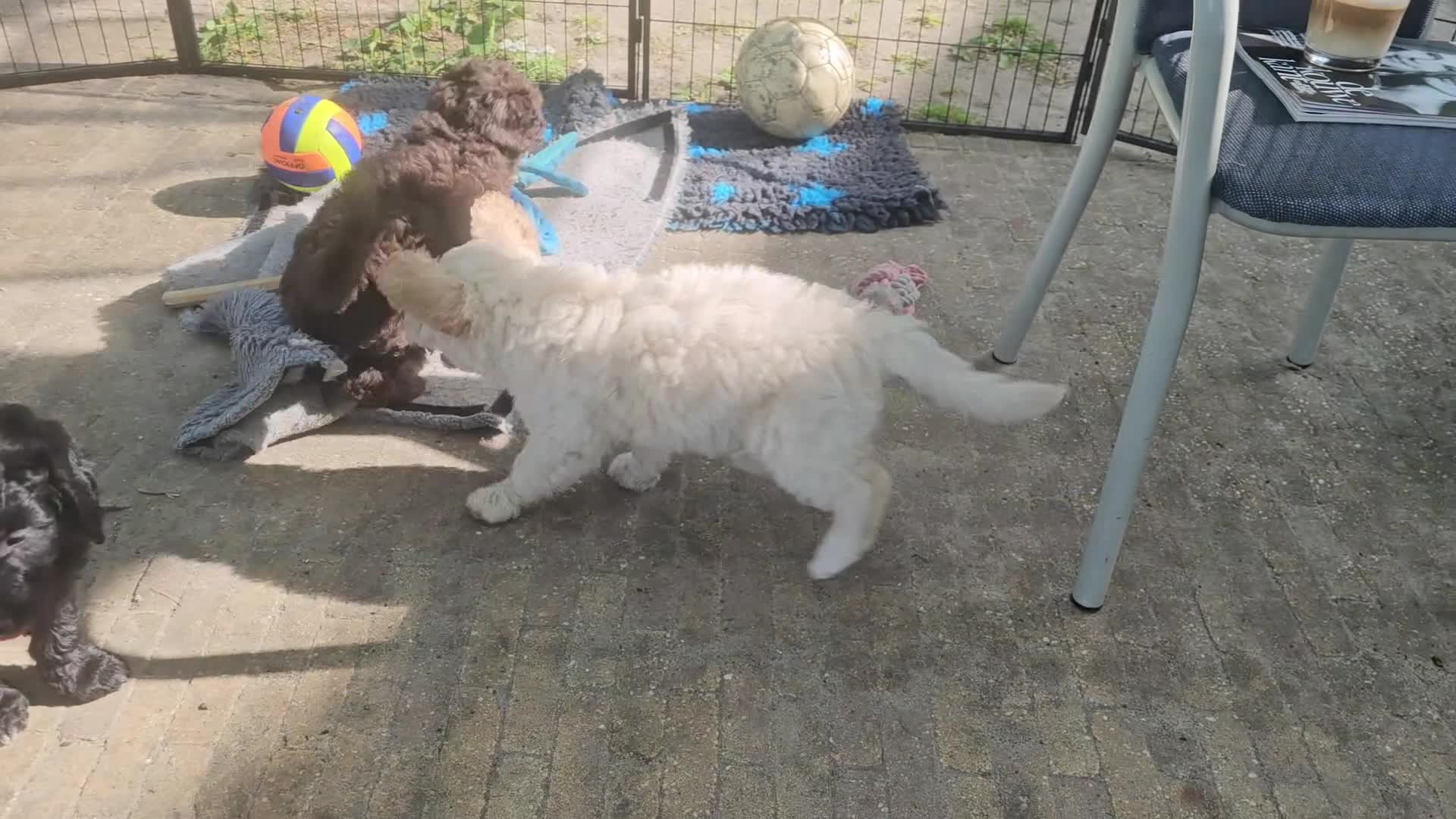 Kruising honden te koop: Wit medium doodle teefje!! - Video 2