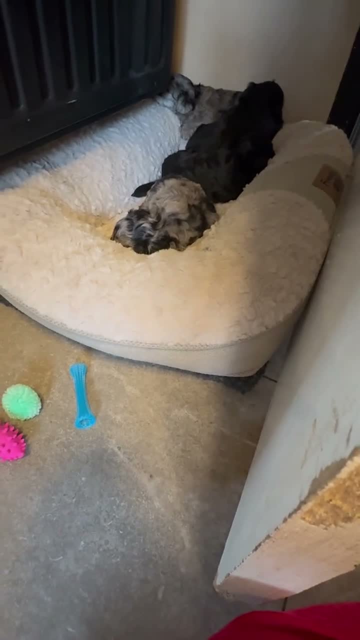 Kruising honden te koop: 🧸TeddyPoo |ToyPoedelXTeddydog 🤎Ouders Aanwezig❣️ - Video 2