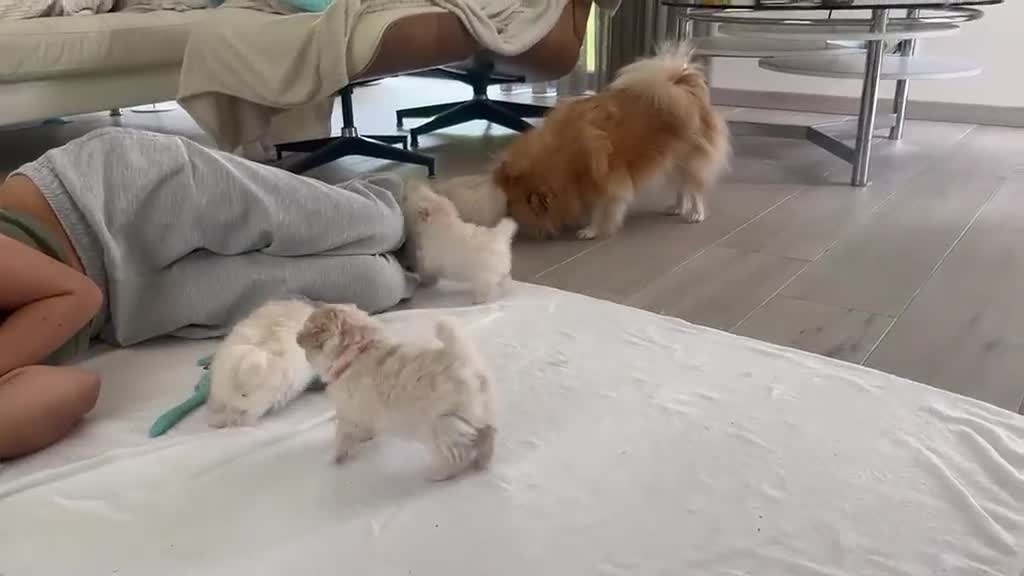 Pomeriaan honden te koop: Prachtige pomeriaan pups - Video 1