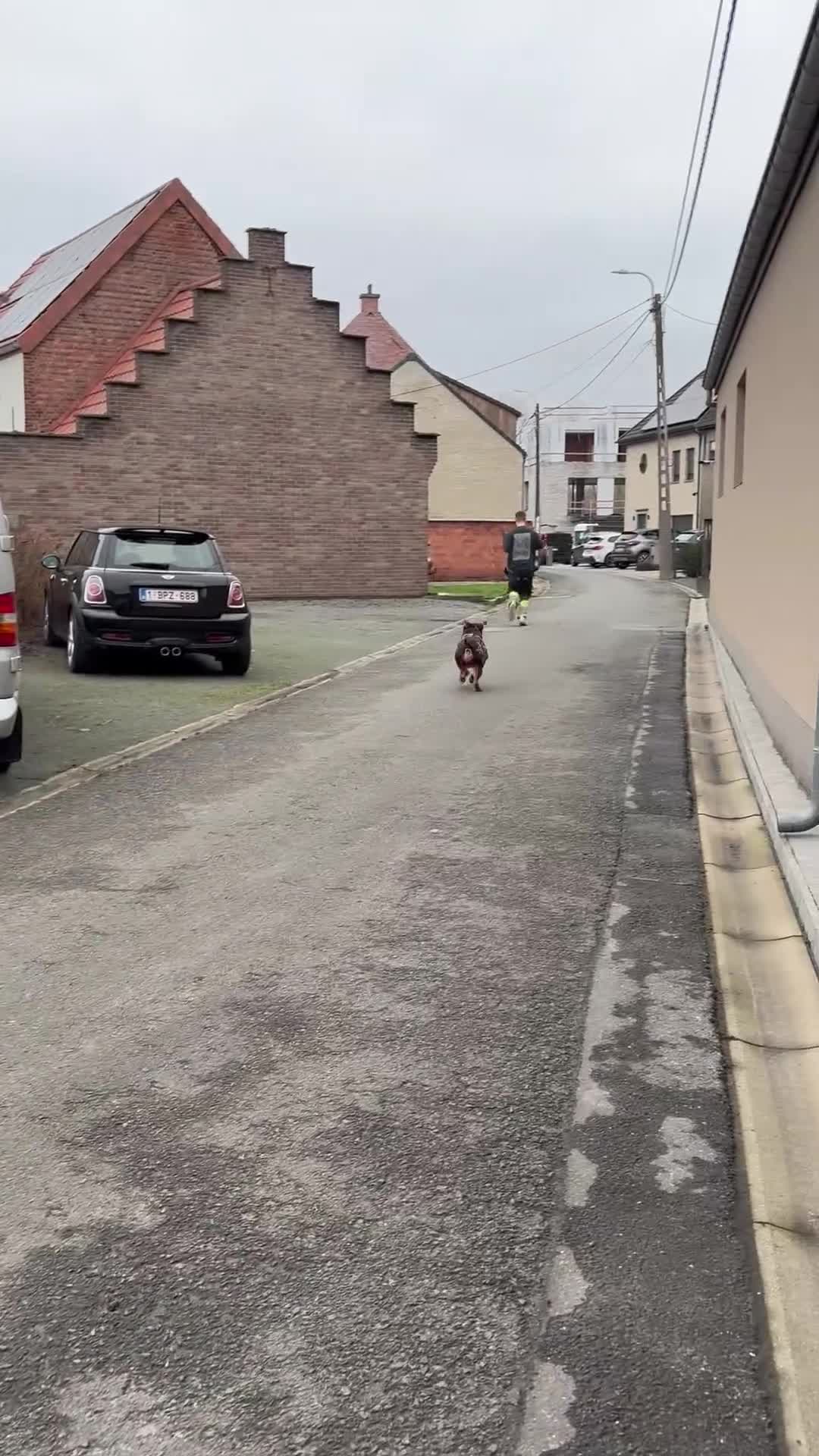 Amerikaanse Bully honden ter dekking: American Bully Stabdaard dekreu  - Video 1