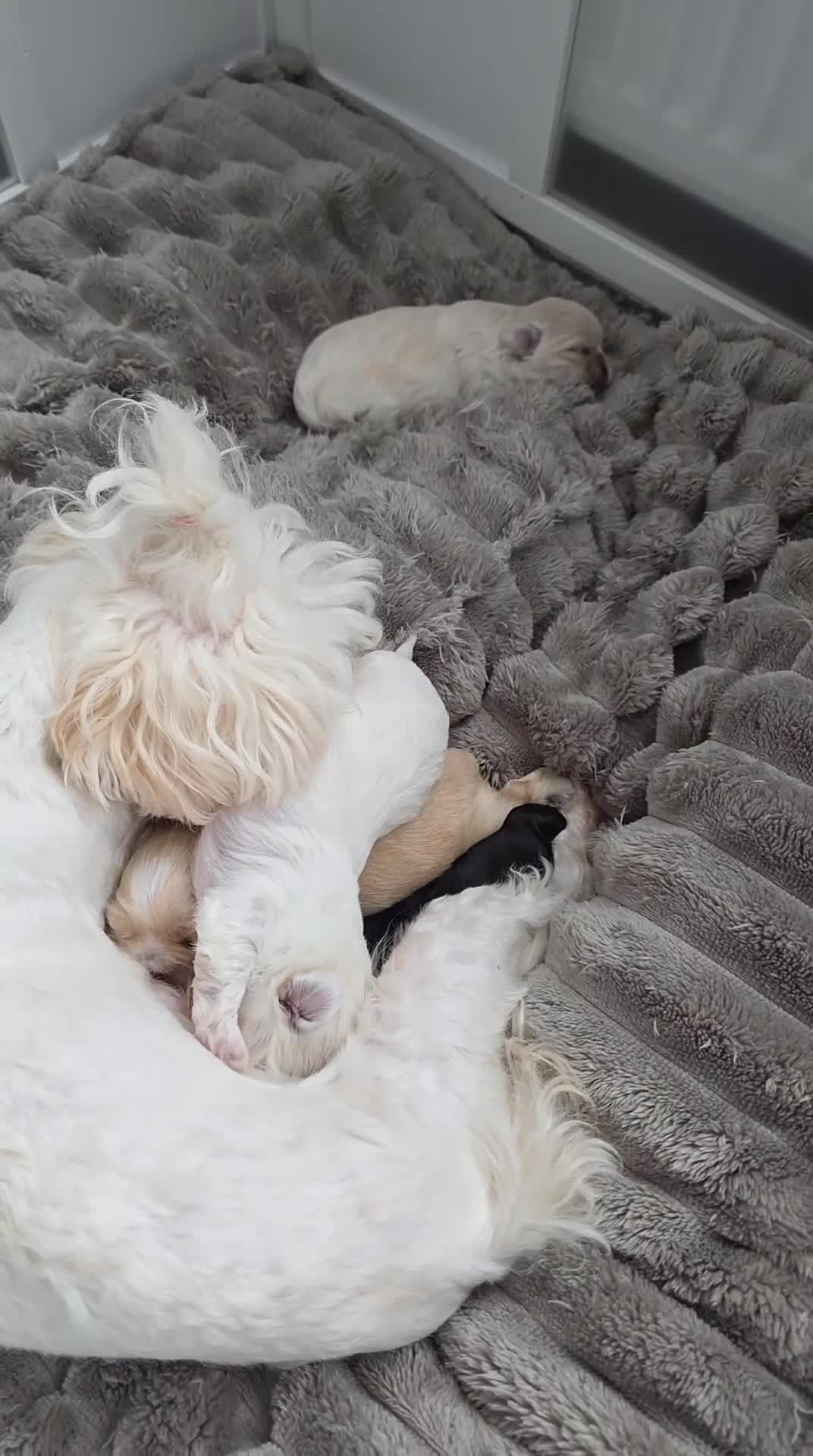 Lhasa Apso honden te koop: Lhasa Apso pups in Helmond - Video 2