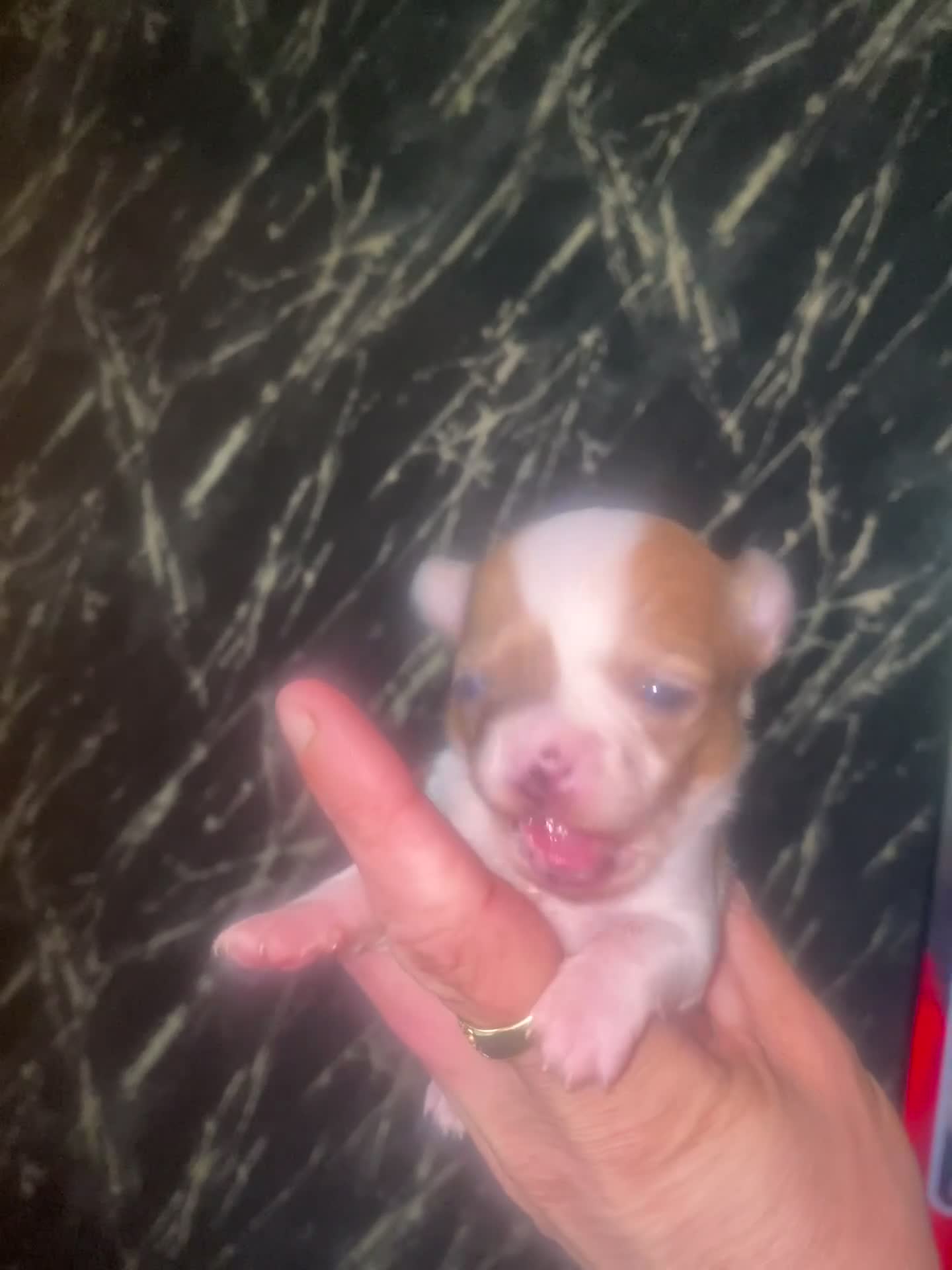 Chihuahua honden te koop: Mooie chihuahua pups te koop - Video 4