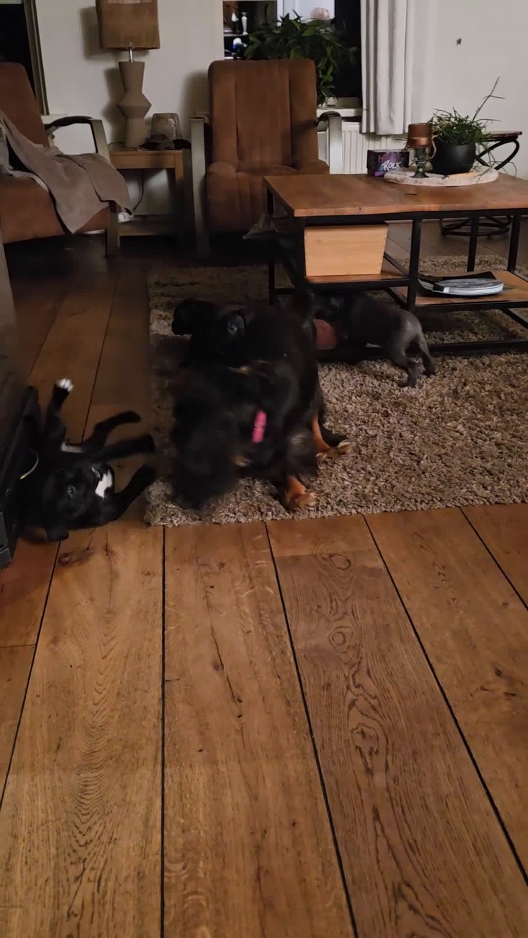 Cane Corso honden te koop: Prachtige CaneCorso's pups!  - Video 3