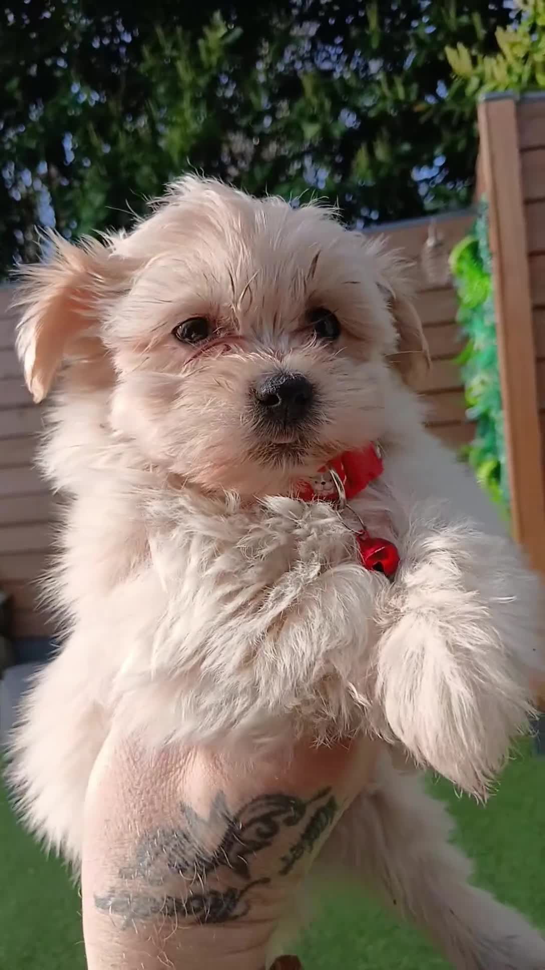 Boomer honden te koop: Nog 2 prachtige boomer reutjes beschikbaar    - Video 2