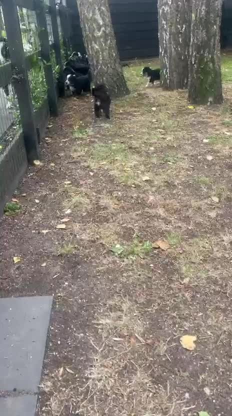 Berner Sennenhond honden te koop: Bernersennen pups  - Video 3