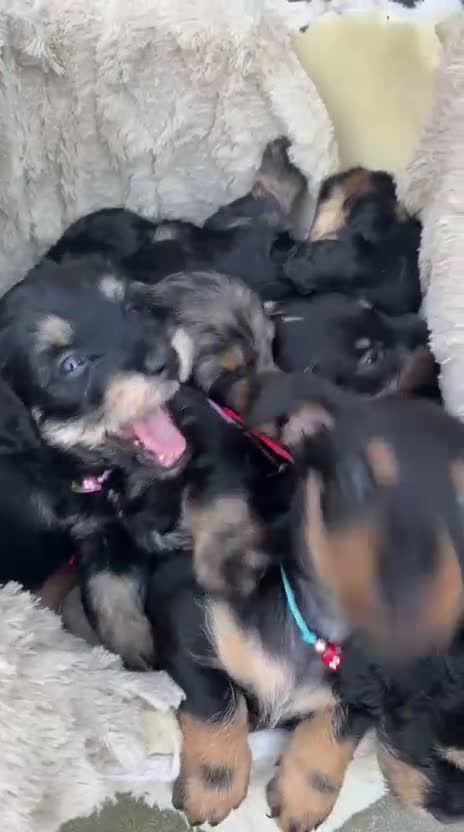 Kruising honden te koop: ❤️🐾dwergteckel X maltezer pups🐾❤️ - Video 1