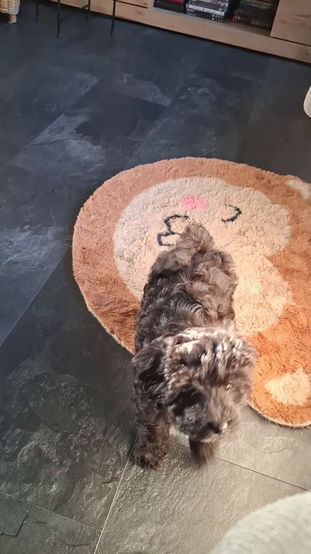 Maltipoo honden te koop: Moos & Pepper - Video 1