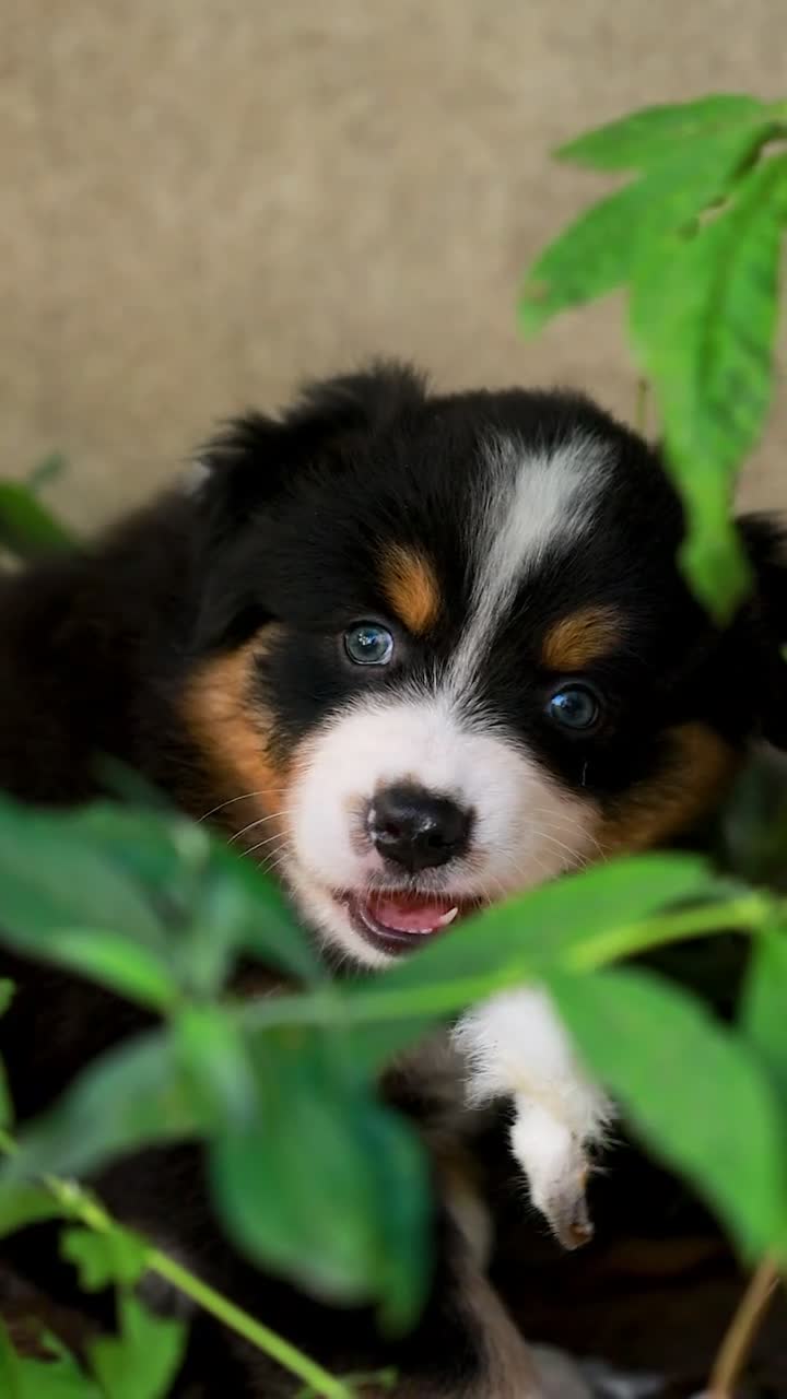 Australian Shepherd honden te koop: Nog 2 Australian Shepherd reutjes beschikbaar - Video 1