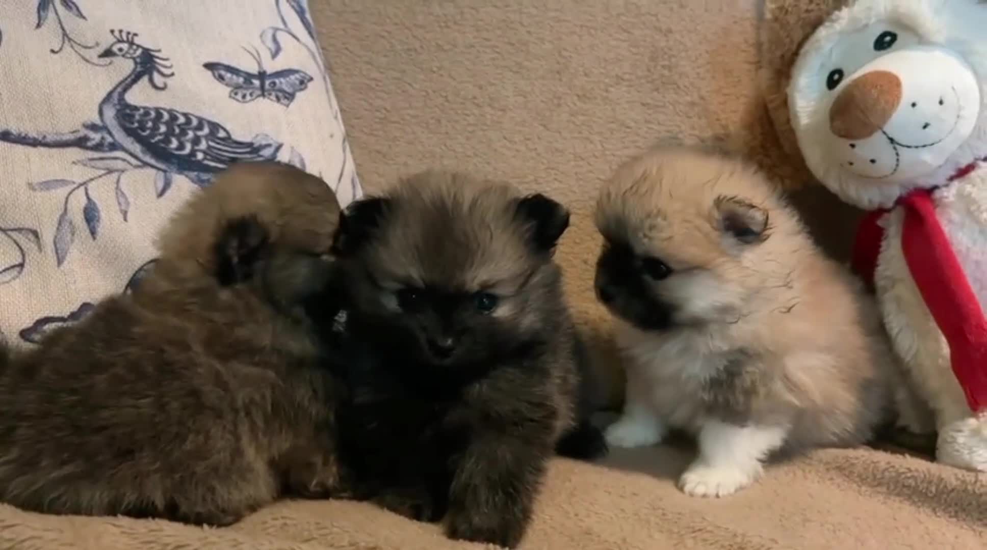 Pomeriaan honden te koop: Schattige Pomeriaanpups  in Putte - Video 2