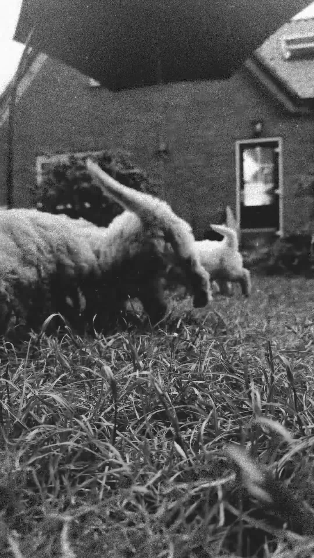 Goldendoodle honden te koop: Goldendoodle Pups Medium  - Video 1