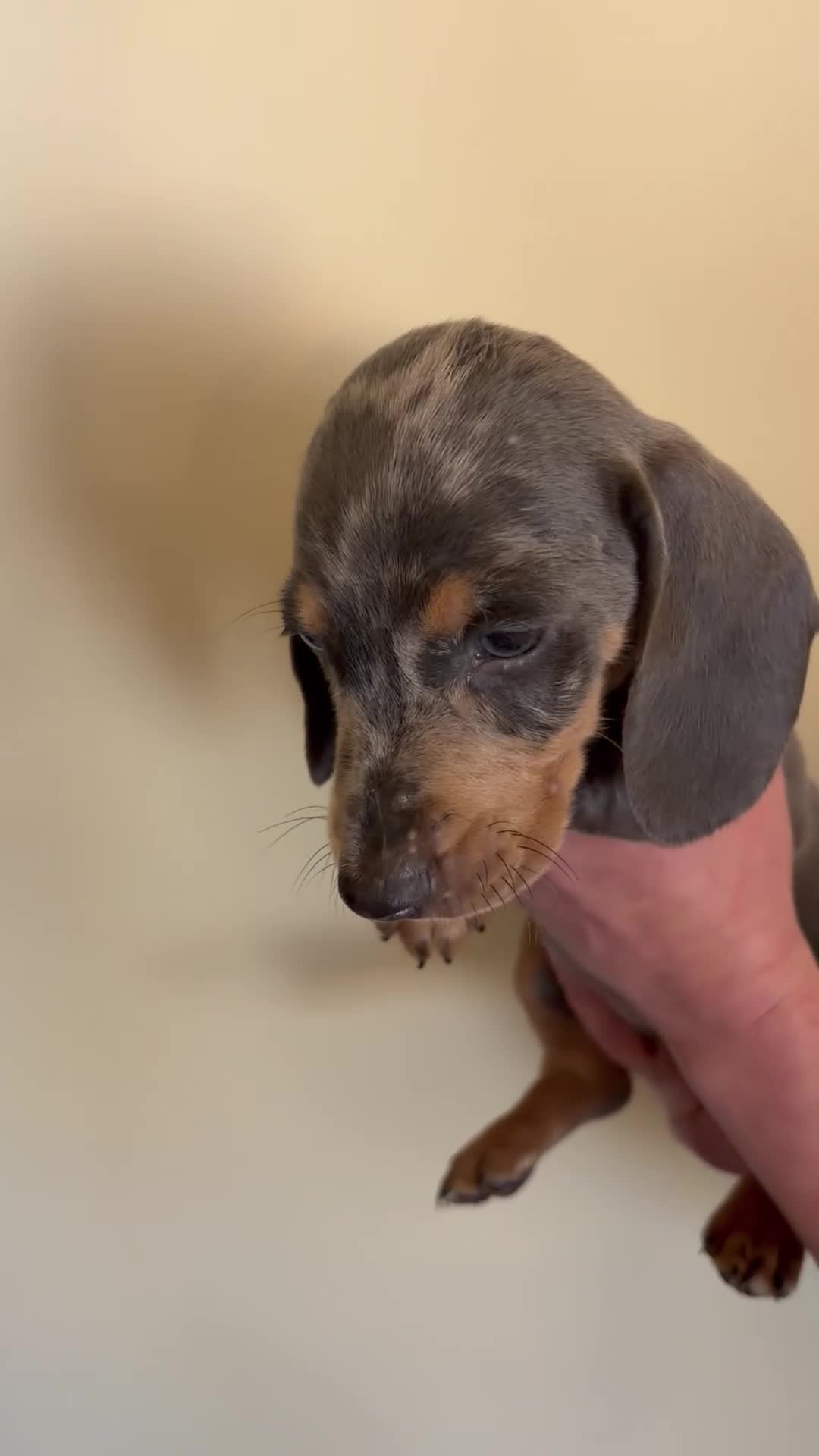 Teckel (korthaar)  honden te koop: Dwerg teckel pupjes. - Video 1