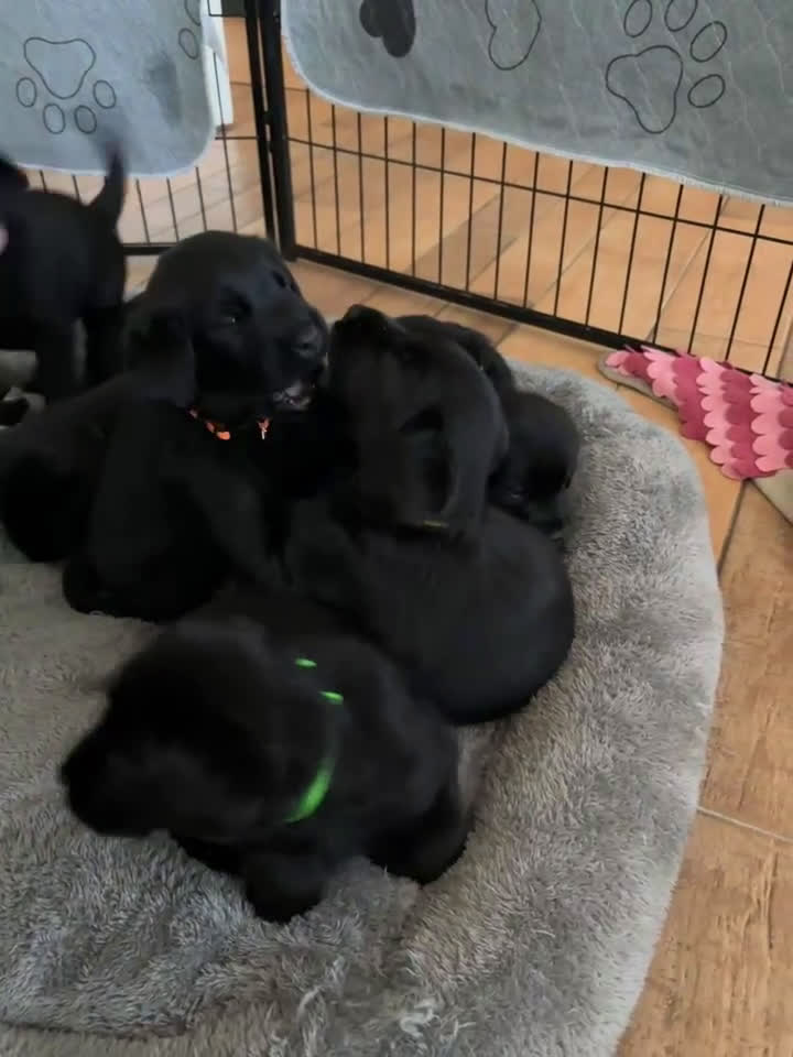 Kruising honden te koop: Puppy’s te koop – Labrador x Riesenschnauzer mix - Video 2