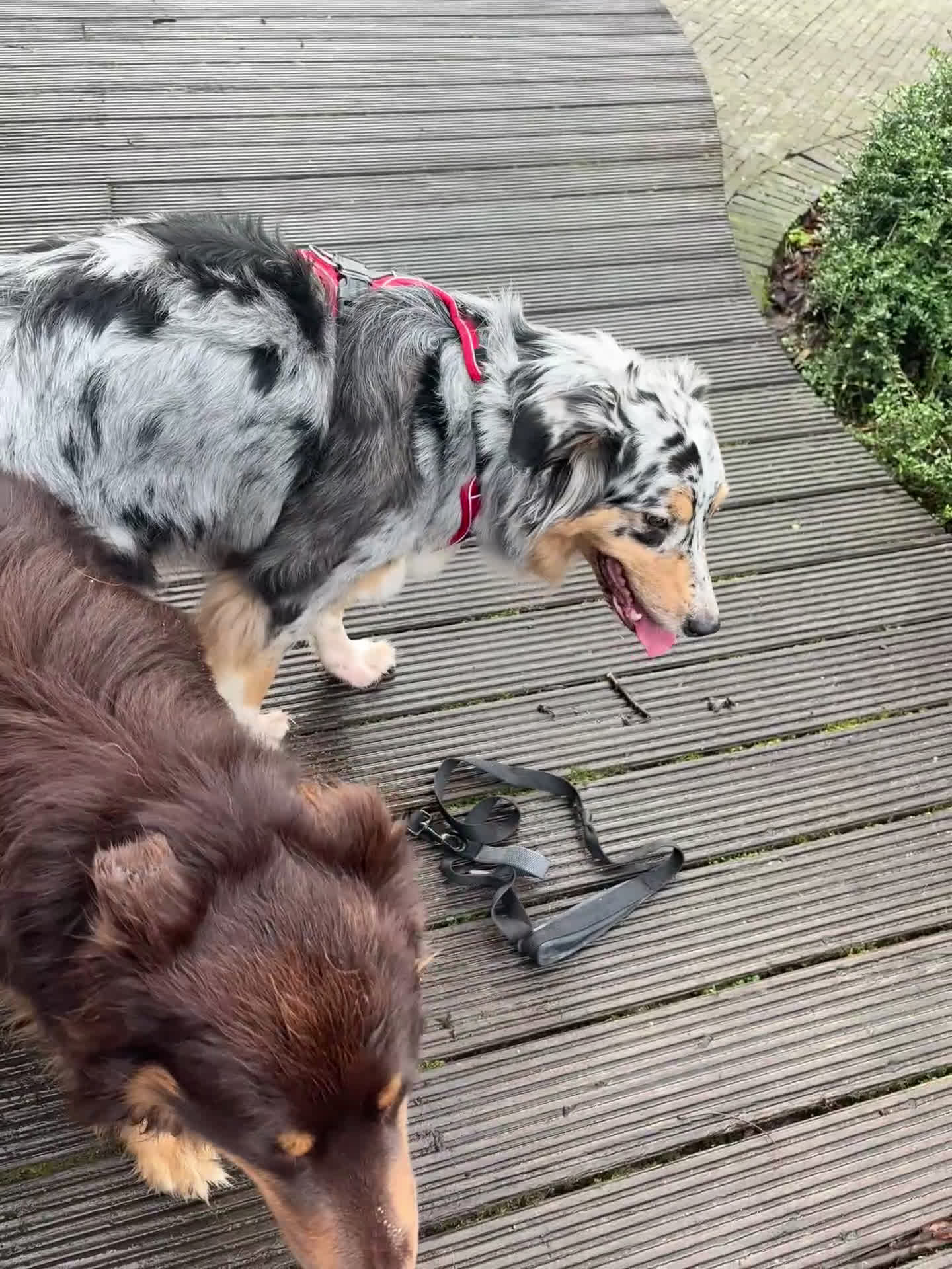 Australian Shepherd honden te koop: Pups verwacht 18 maart Australische herders  - Video 3