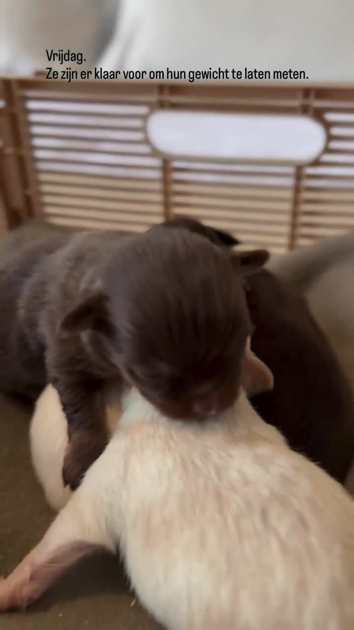 Chihuahua honden te koop: Chihuahuas pups - Video 1