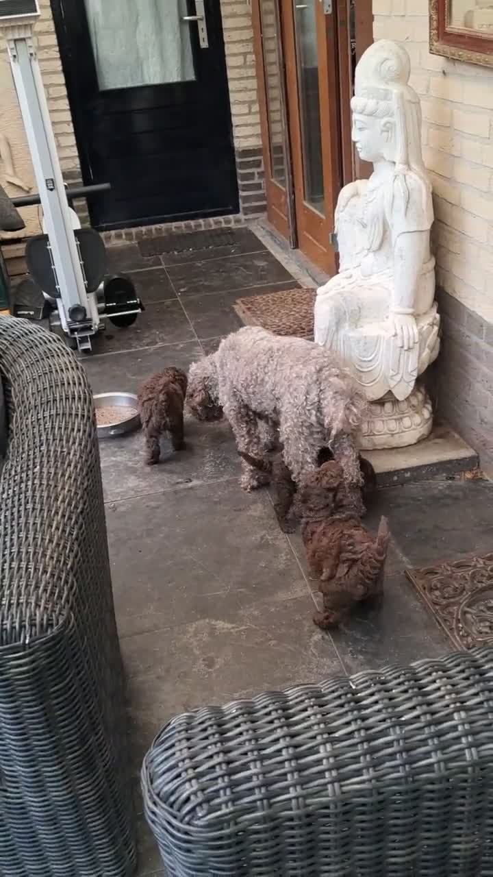 Labradoodle honden te koop: Labradoodle pups - Video 1