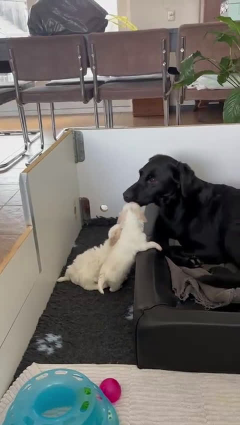 Kruising honden te koop: Maltipoo x Shih Tzu puppies - Video 1