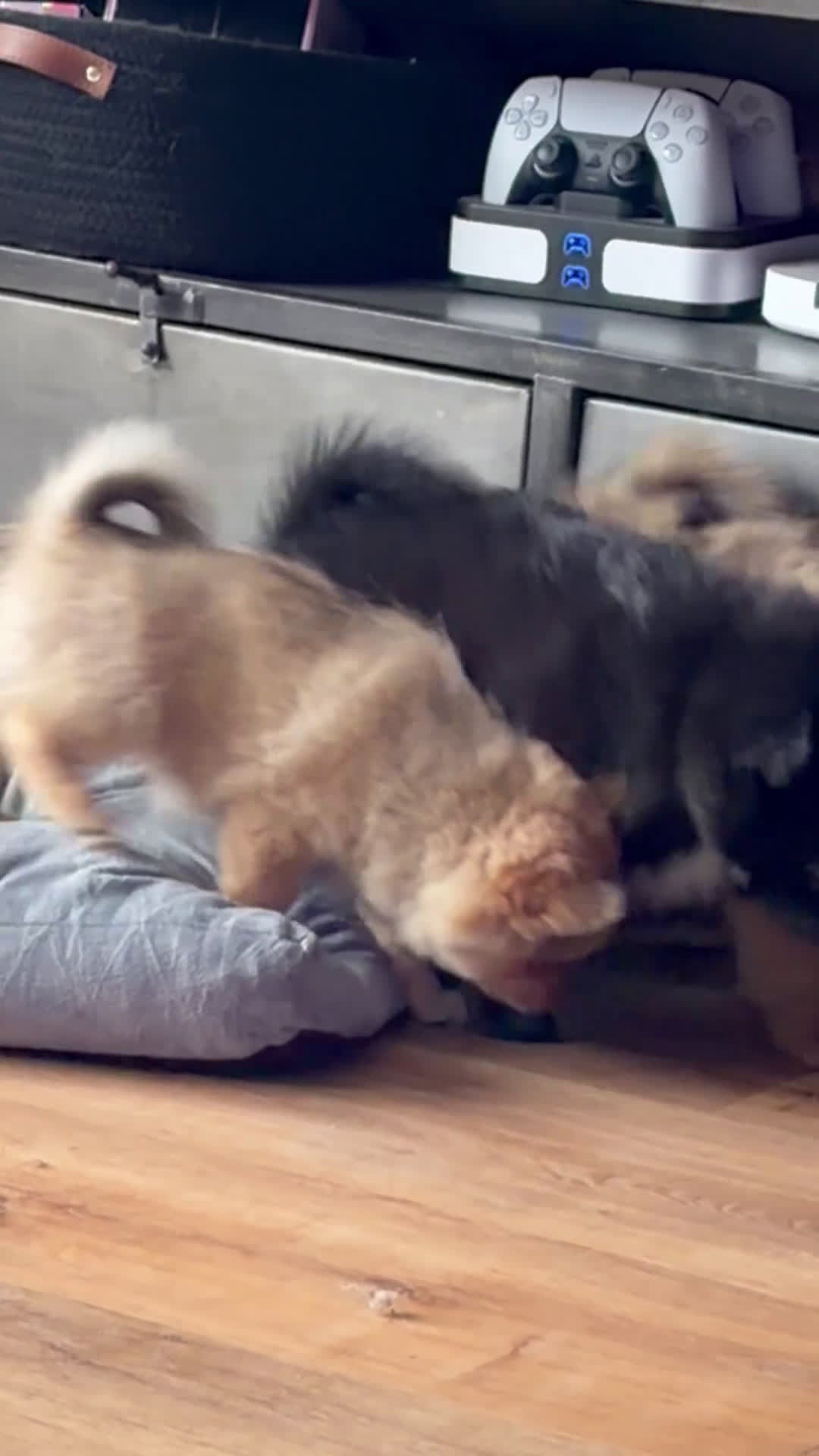 Pomchi honden te koop: Pomchi/pomeriaan - Video 1