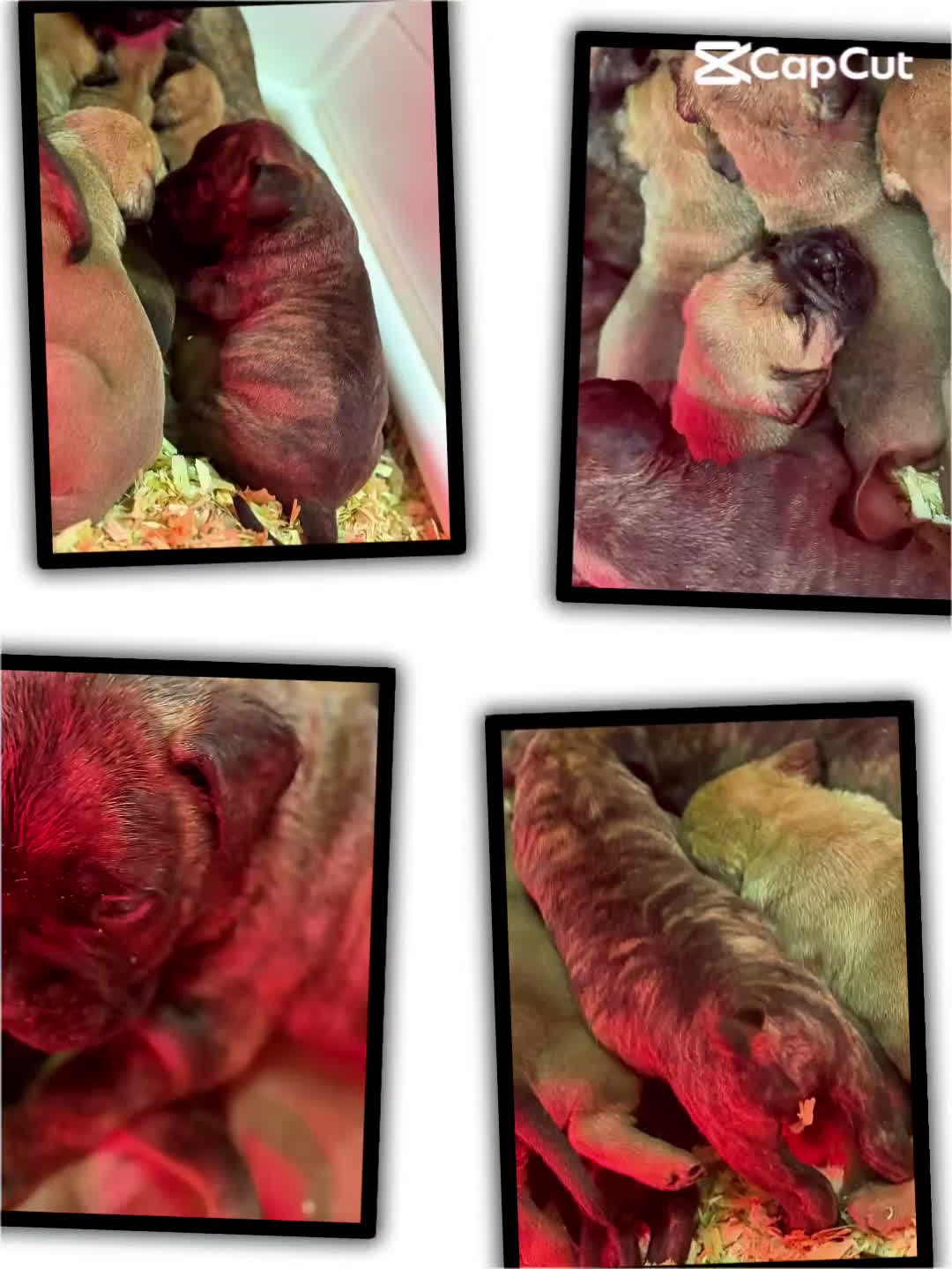 Bullmastiff honden te koop: Bullmastiff  - Video 3