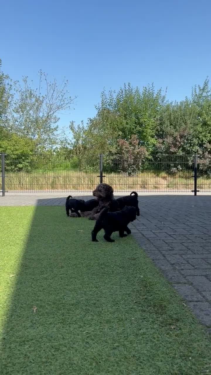 Labradoodle honden te koop: Medium Labradoodle puppy's - Video 2