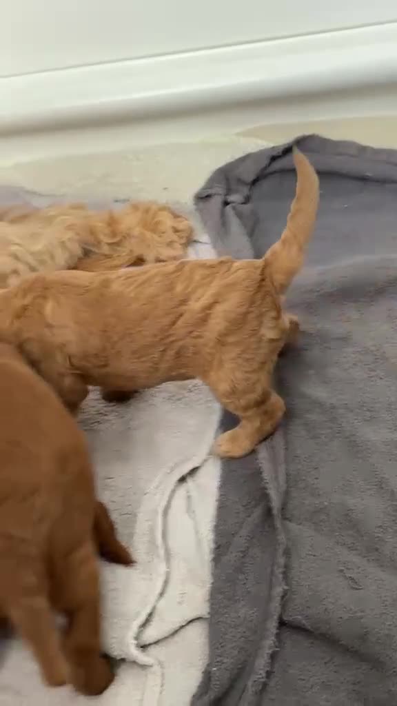 Cavapoo honden te koop: Prachtige Cavapoo pups beschikbaar  - Video 1