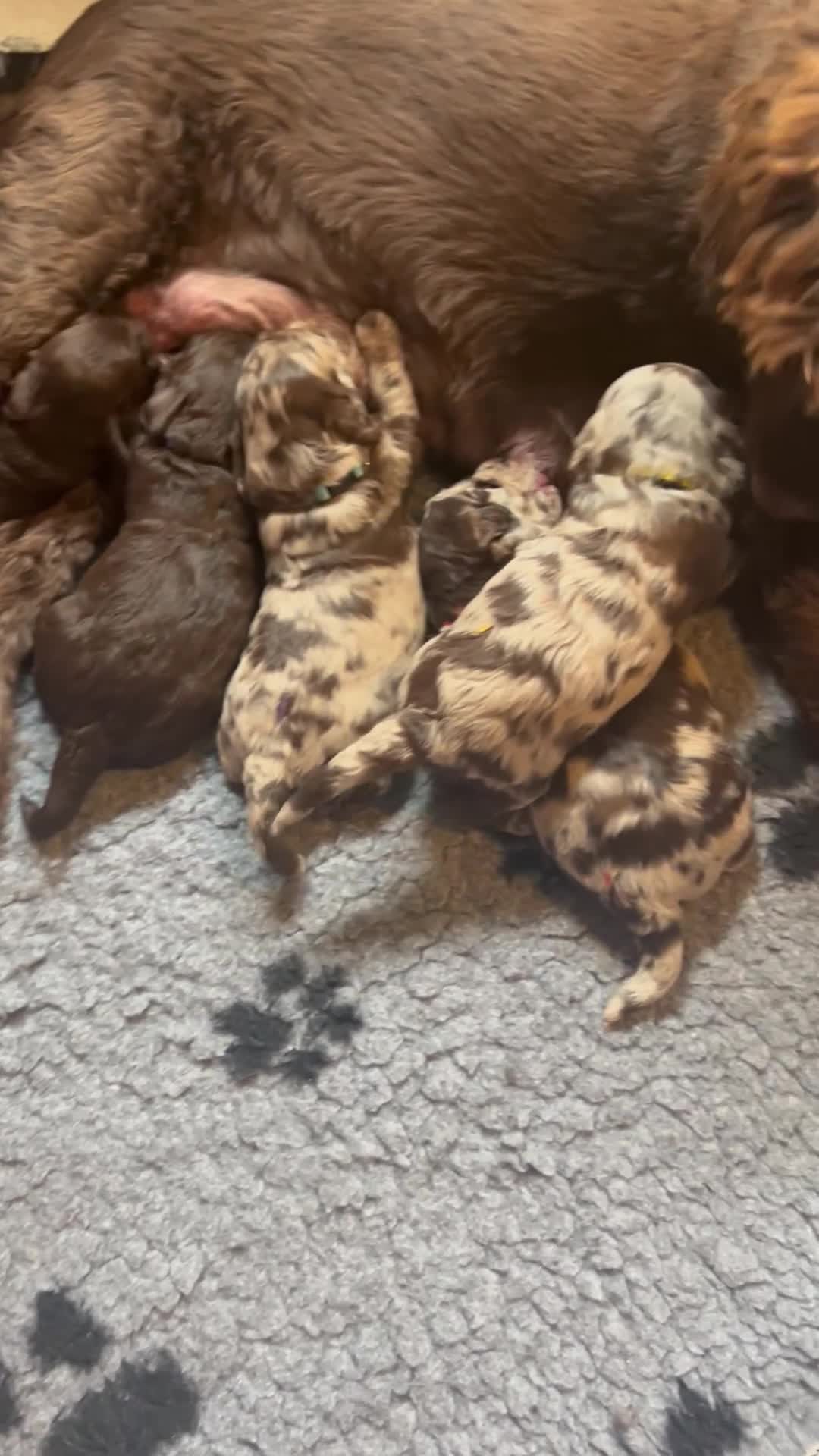 Labradoodle honden te koop: Prachtige Labradoodle pups – Choco Merle & Choco  - Video 1