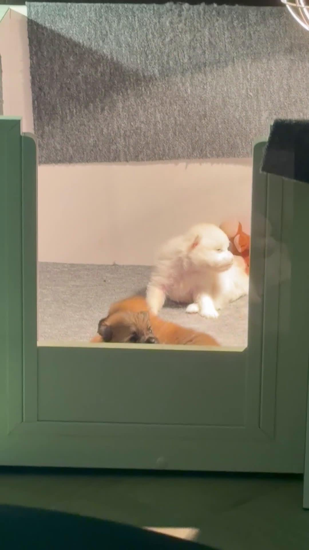 Pomeriaan honden te koop: Pomeriaan pups - Video 4
