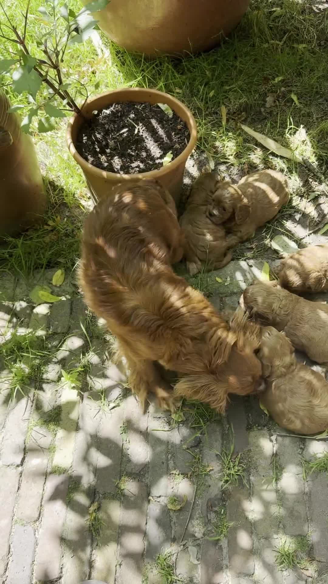 Cavapoo honden te koop: Cavapoo pups getest hypoallergeen mini doodle - Video 1