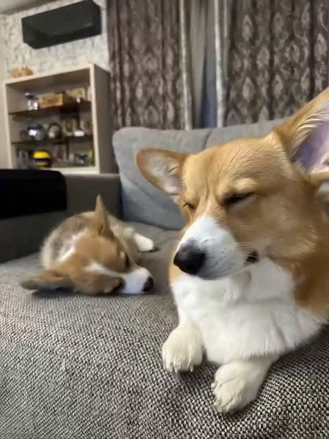 Welsh Corgi Pembroke honden te koop: Welsh Corgi Pembroke  - Video 1