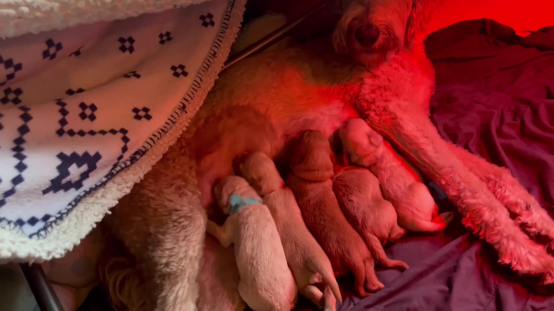 Kruising honden te koop: Australian Goldendoodles, medium - Video 1