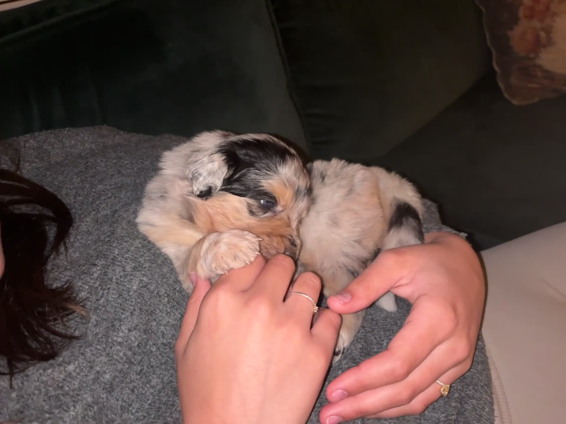 Australian Shepherd honden te koop: 1 blue merle teefje australian shepherd - Video 1