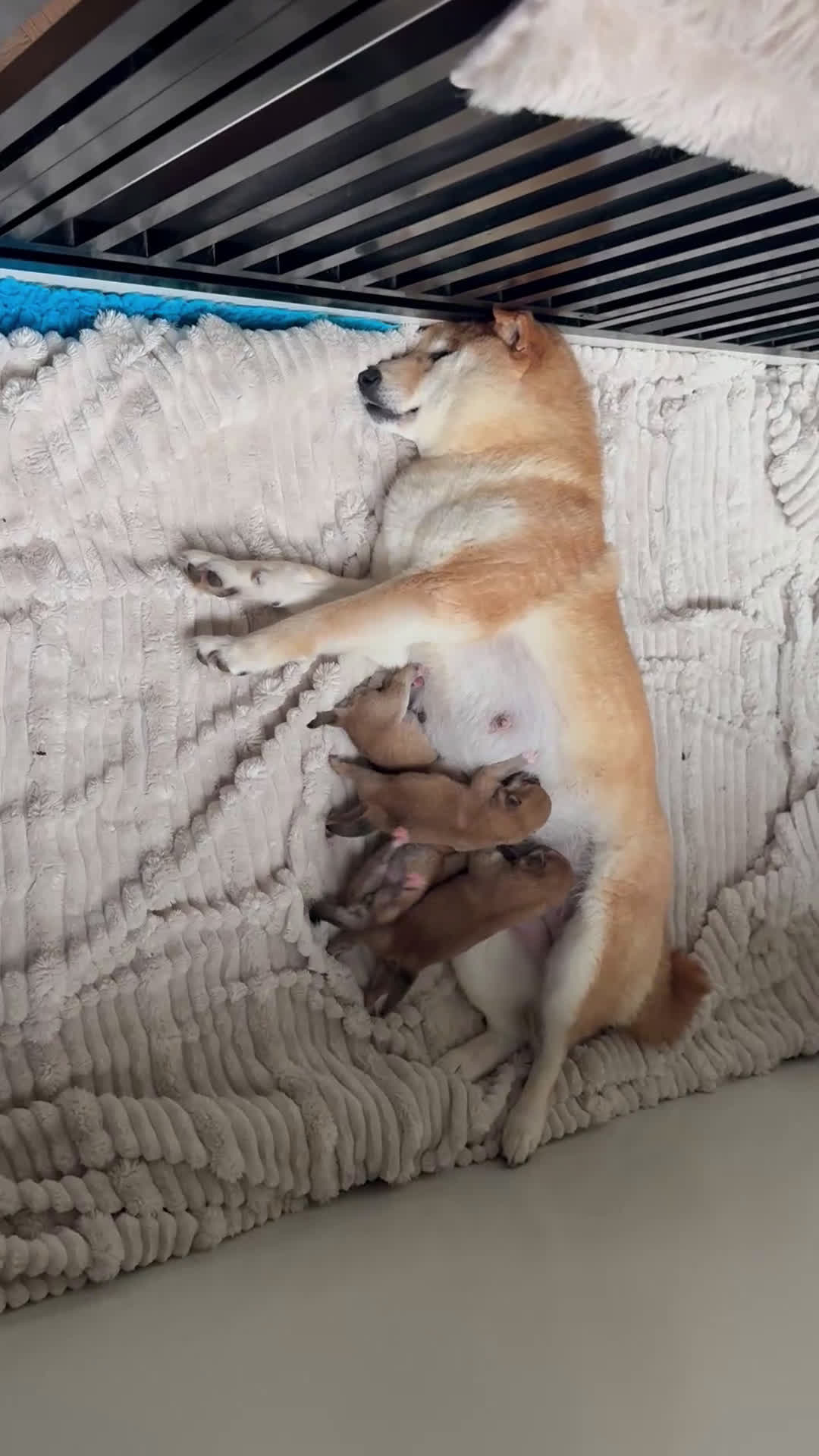 Shiba honden te koop: Shiba pups geboren uit geteste ouders - Video 1