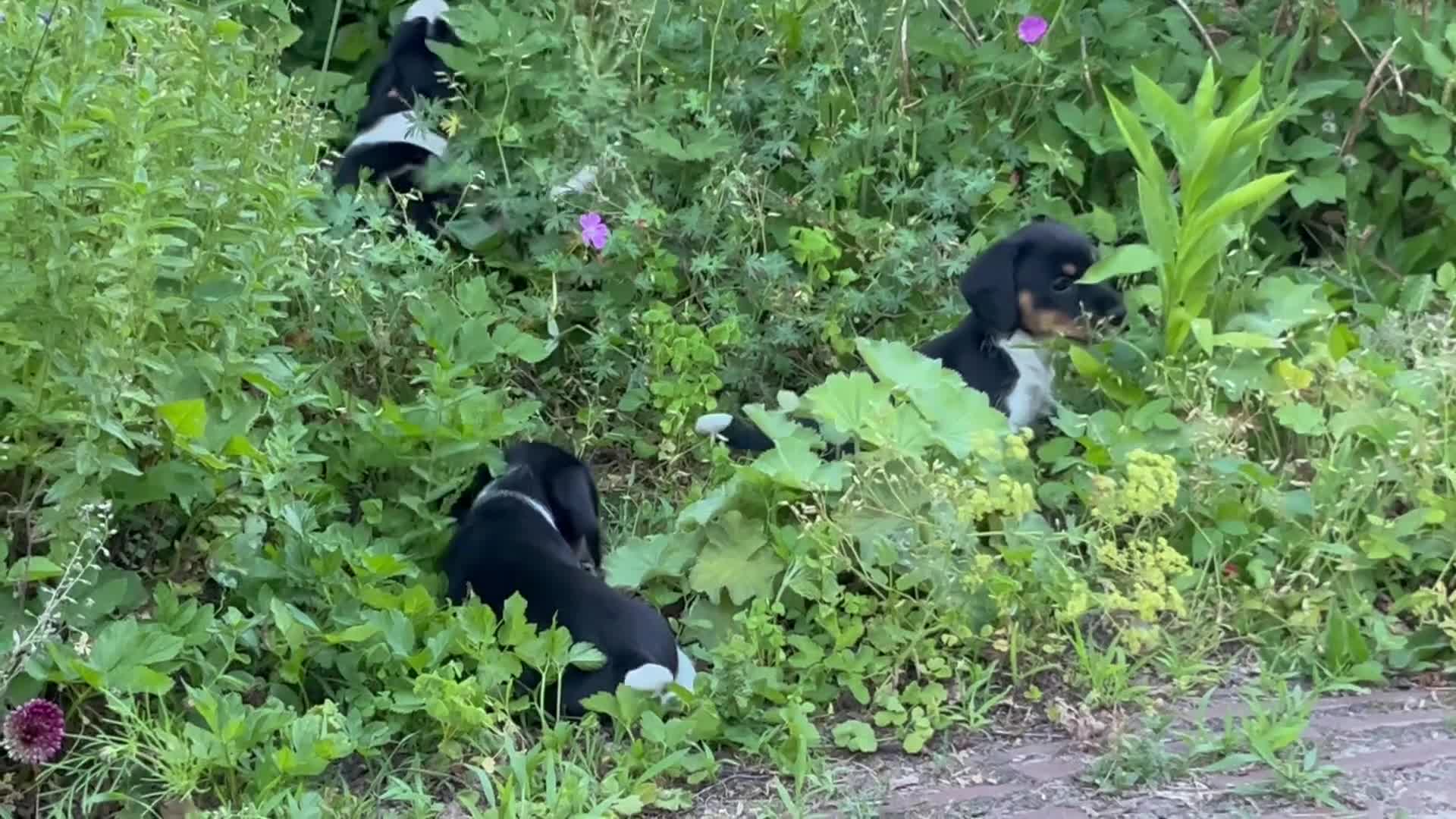Ruwhaar Teckel honden te koop: Nest Ruwhaar Piebald Dwergteckels - Video 1