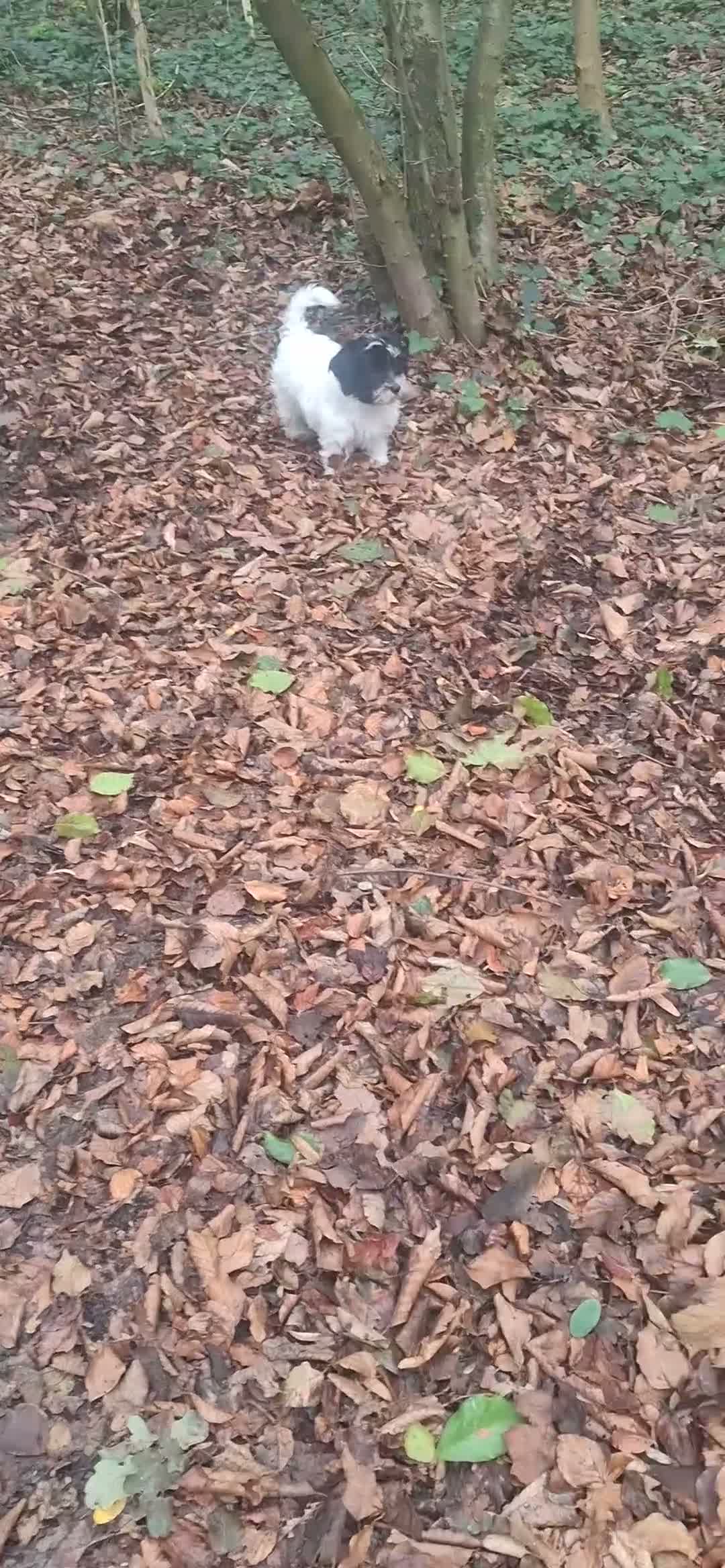 Maltipoo honden te koop: Schattige maltipoo pup - Video 1