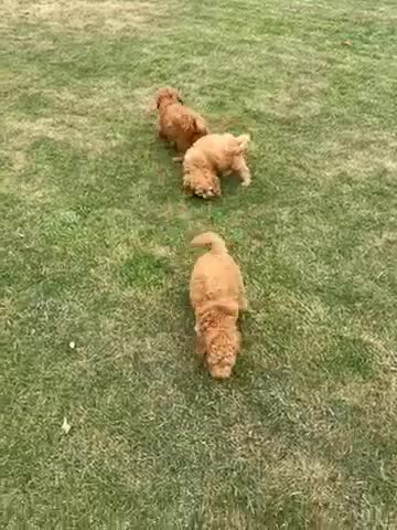 Goldendoodle honden te koop: Mooie Goldendoodle pups - Video 3