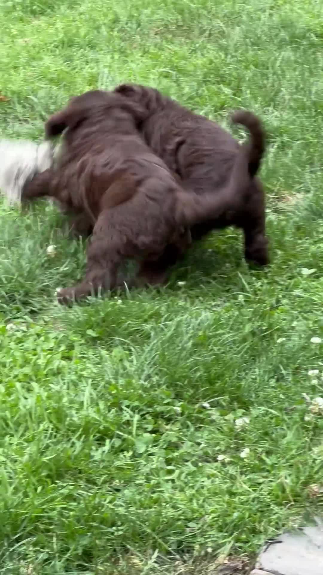 Kruising honden te koop: Aussiedoodles uit geteste ouders  in Lelystad - Video 1