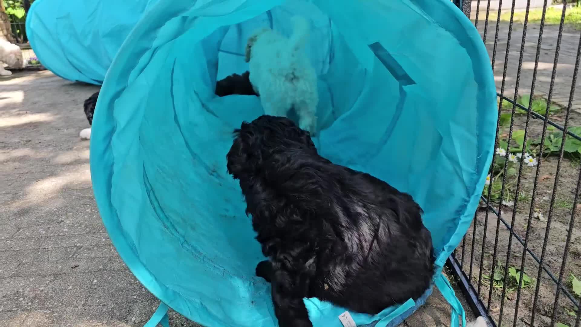 Kruising honden te koop: Wit medium doodle teefje!! - Video 4