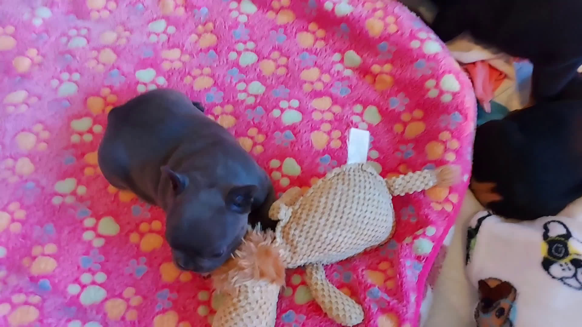 Franse Bulldog honden te koop: Prachtige Franse Bulldog pups met stamboom - Video 2