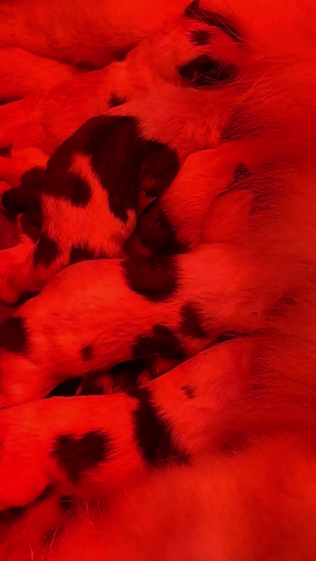 Thai Bangkaew Dog honden te koop: Thai Bangkaew Puppies - Video 1