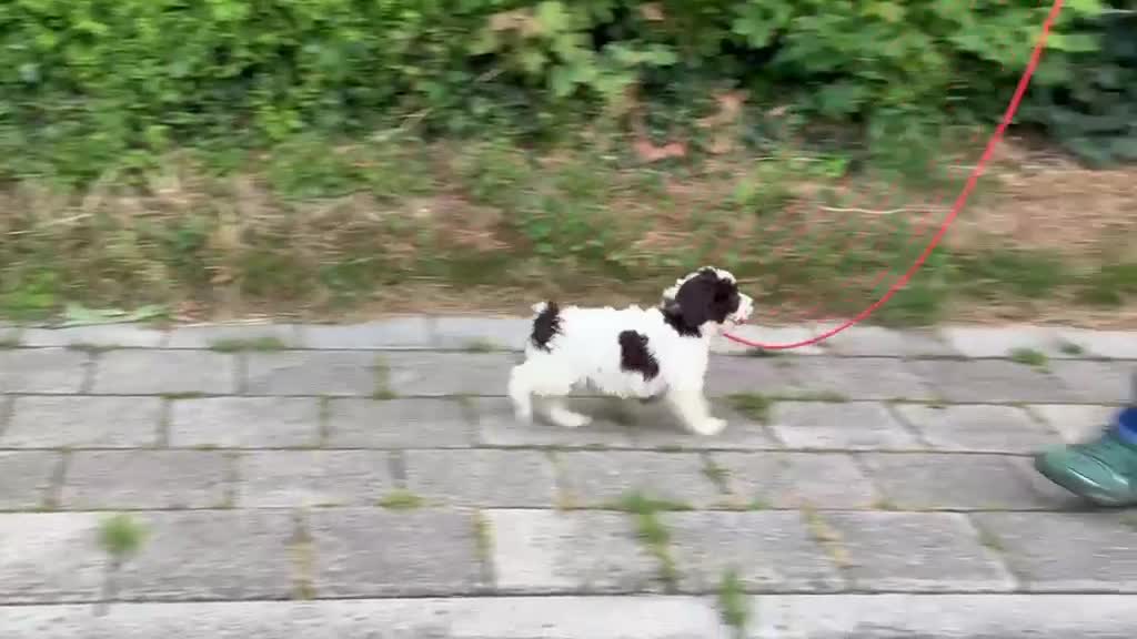 Spaanse Waterhond honden te koop: Spaanse Waterhond pups - Video 2