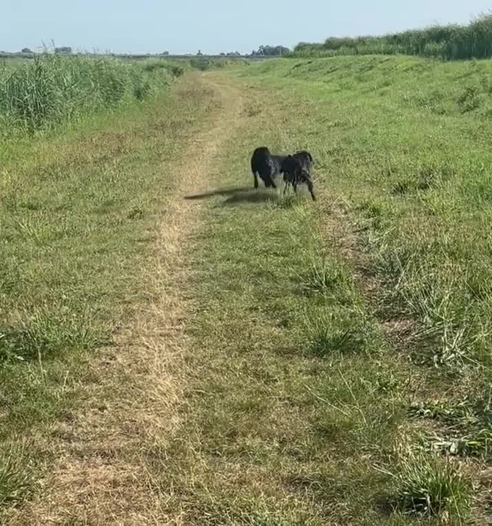 Labrador Retriever honden te koop: Verwacht Nestje zwarte Labradors - Video 1
