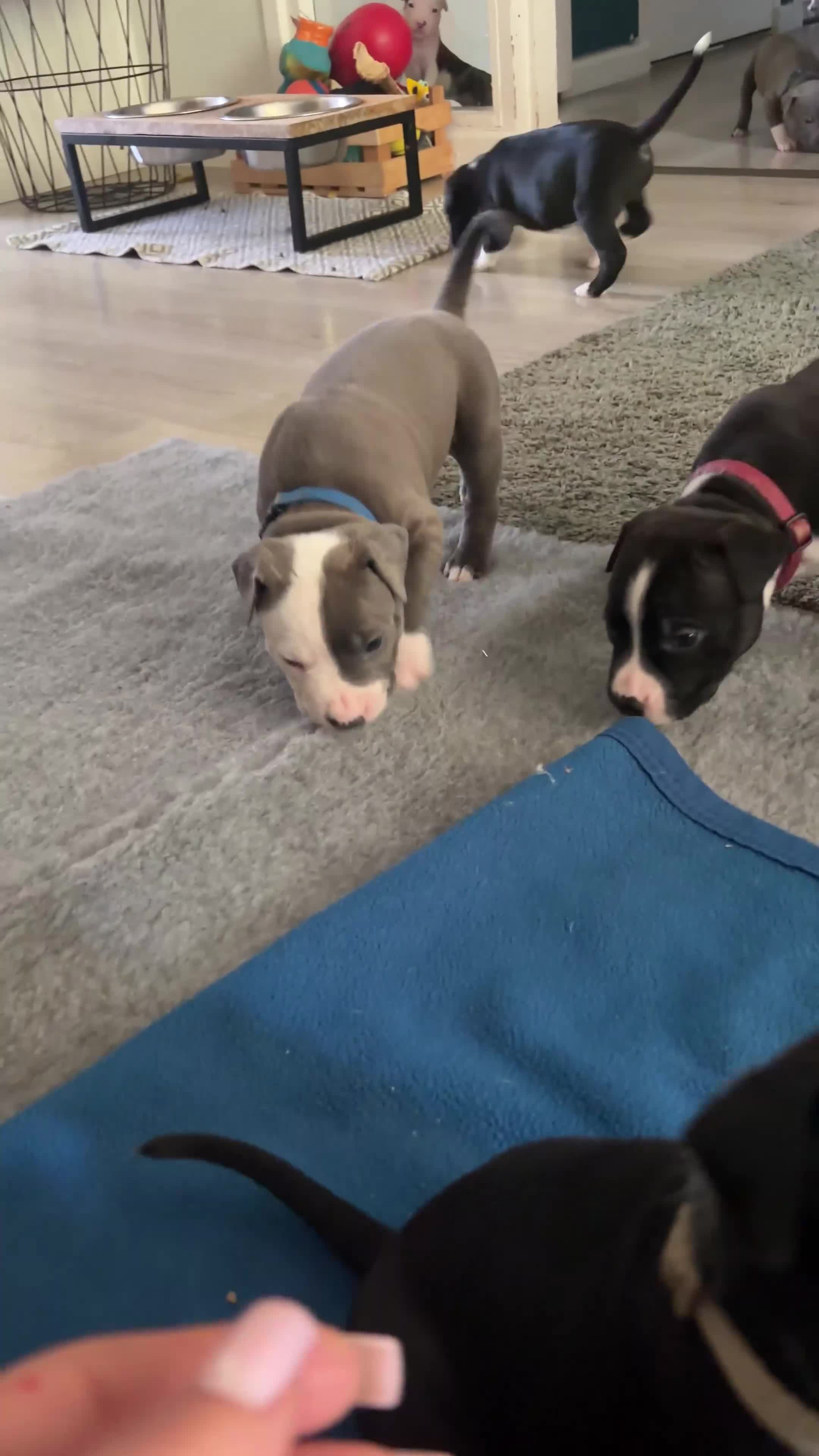 American Staffordshire Terriër honden te koop: 🐶🐾Amerikaanse Staffordshire Terrier🐾🐶 - Video 1