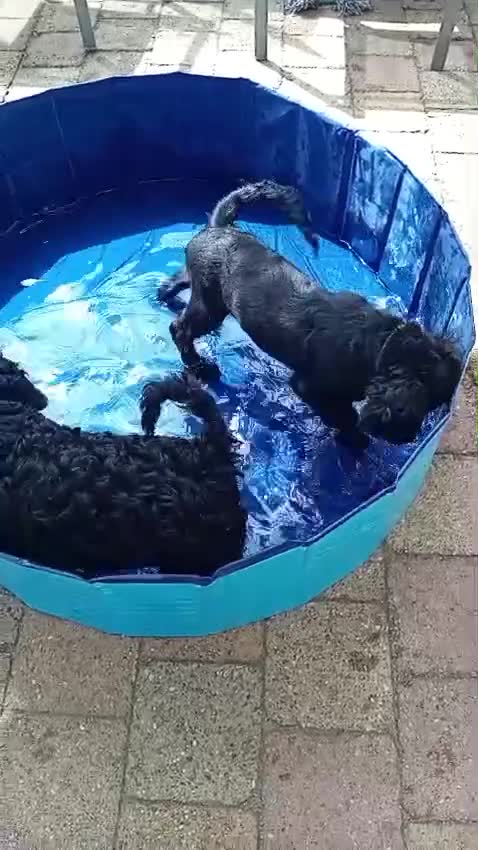Labradoodle honden te koop: labradoodle pups, 11 week oud,mogen nest verlaten - Video 1