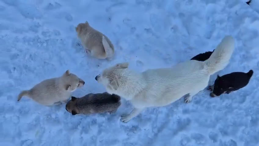 Kruising honden te koop: Pomsky x Shiba inu pups - Video 2